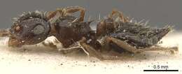 Crematogaster abstinens Forel 1899 resmi