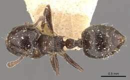 صورة Crematogaster crinosa Mayr 1862