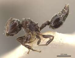 صورة Crematogaster crinosa Mayr 1862