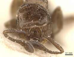 صورة Crematogaster crinosa Mayr 1862