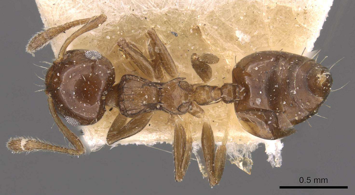 Image de Crematogaster