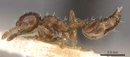 Image de Crematogaster