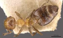 Image of Crematogaster corticicola Mayr 1887