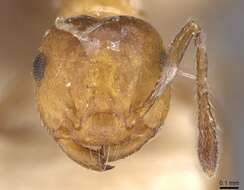 Image of Crematogaster corticicola Mayr 1887