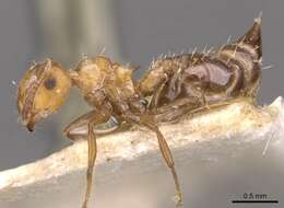 Image of Crematogaster corticicola Mayr 1887