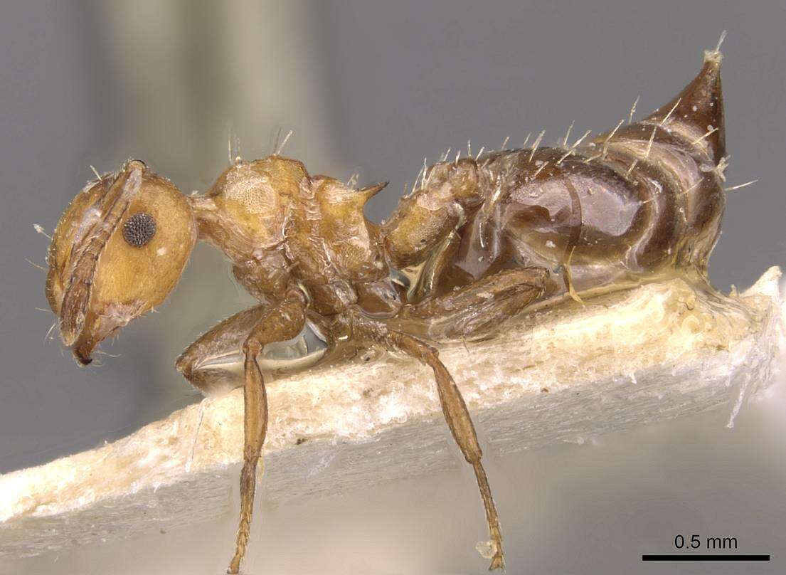 Image of Crematogaster corticicola Mayr 1887