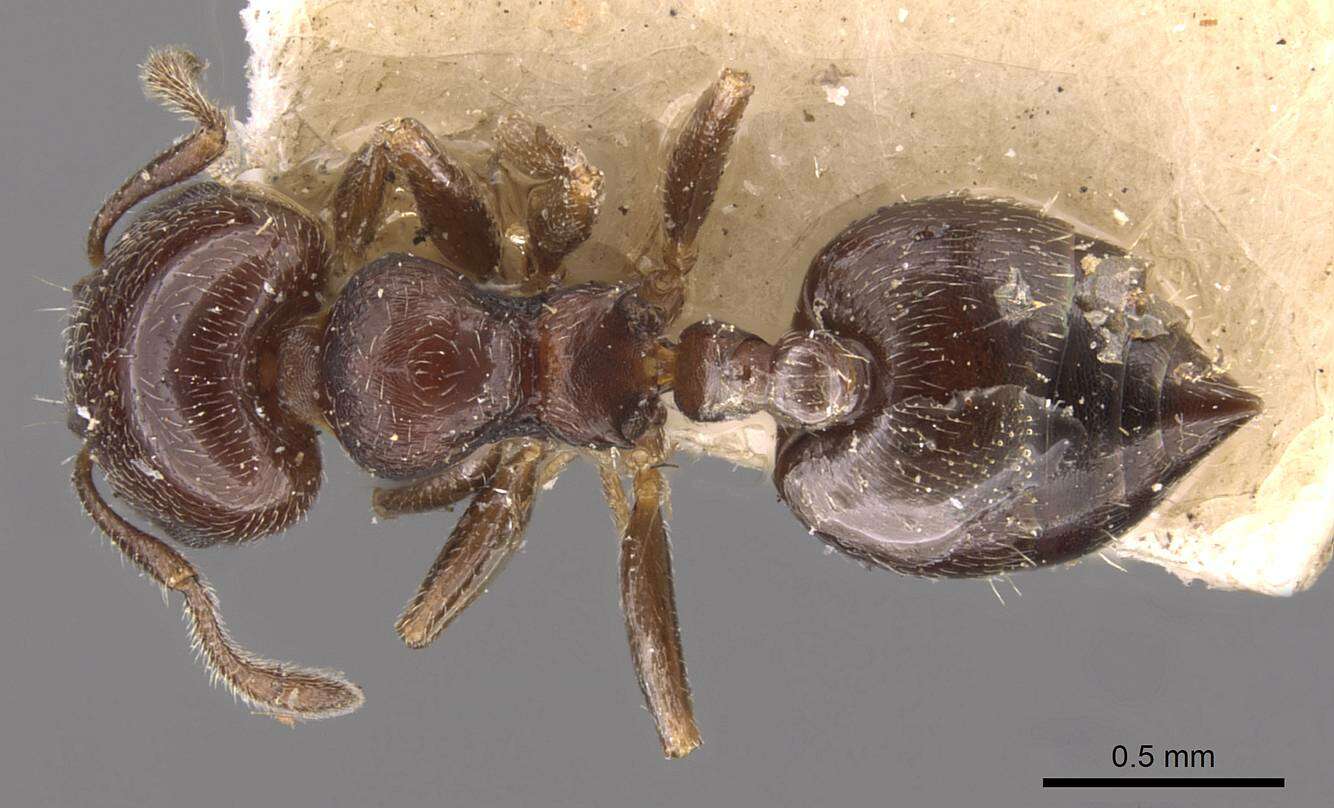 Image of <i>Crematogaster chodati</i> Forel