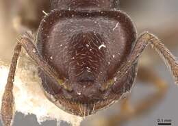 Image of <i>Crematogaster chodati</i> Forel