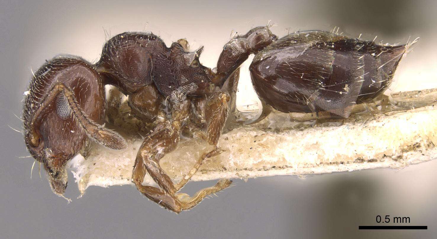 Image of <i>Crematogaster chodati</i> Forel