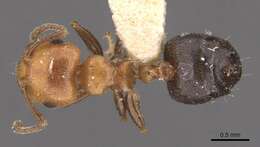 Image of Crematogaster heathi Mann 1916