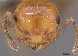 Image of Crematogaster heathi Mann 1916