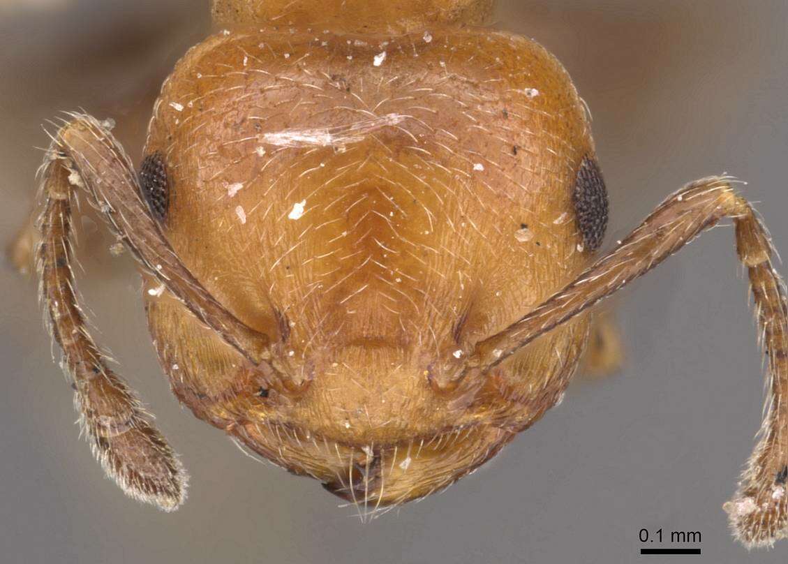 Image of Crematogaster heathi Mann 1916