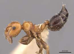 Image of Crematogaster heathi Mann 1916