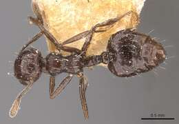 Image of Crematogaster montezumia Smith 1858