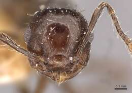 Image of Crematogaster montezumia Smith 1858