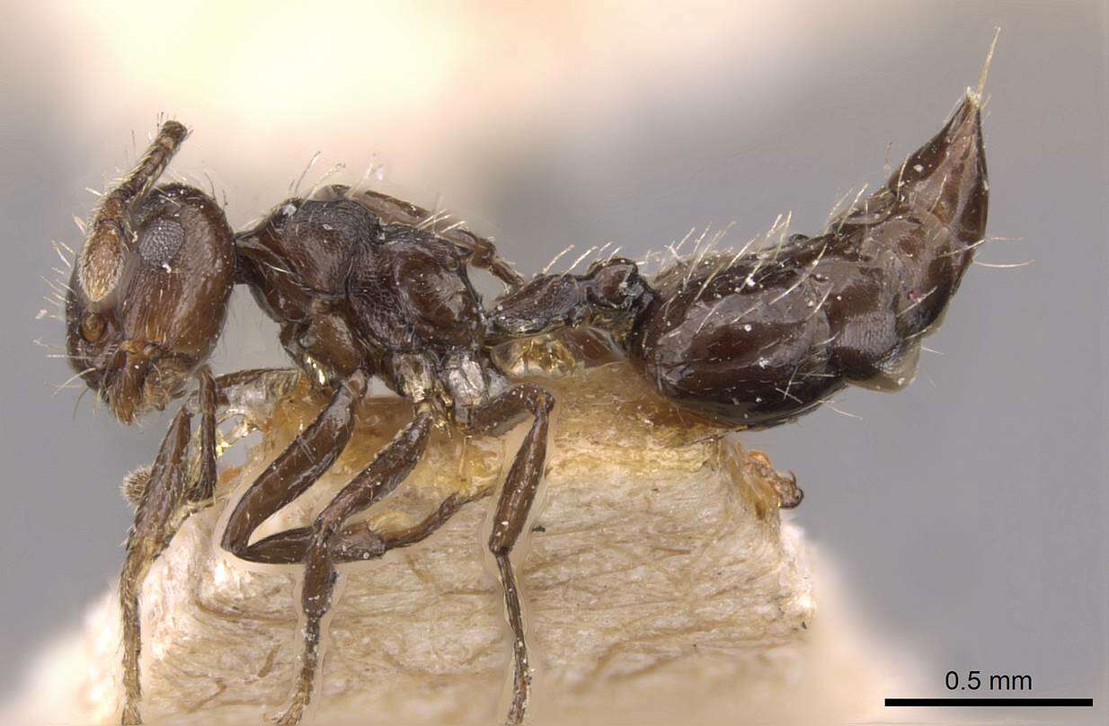 Image of Crematogaster montezumia Smith 1858