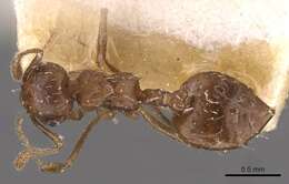 Image of Crematogaster montezumia Smith 1858