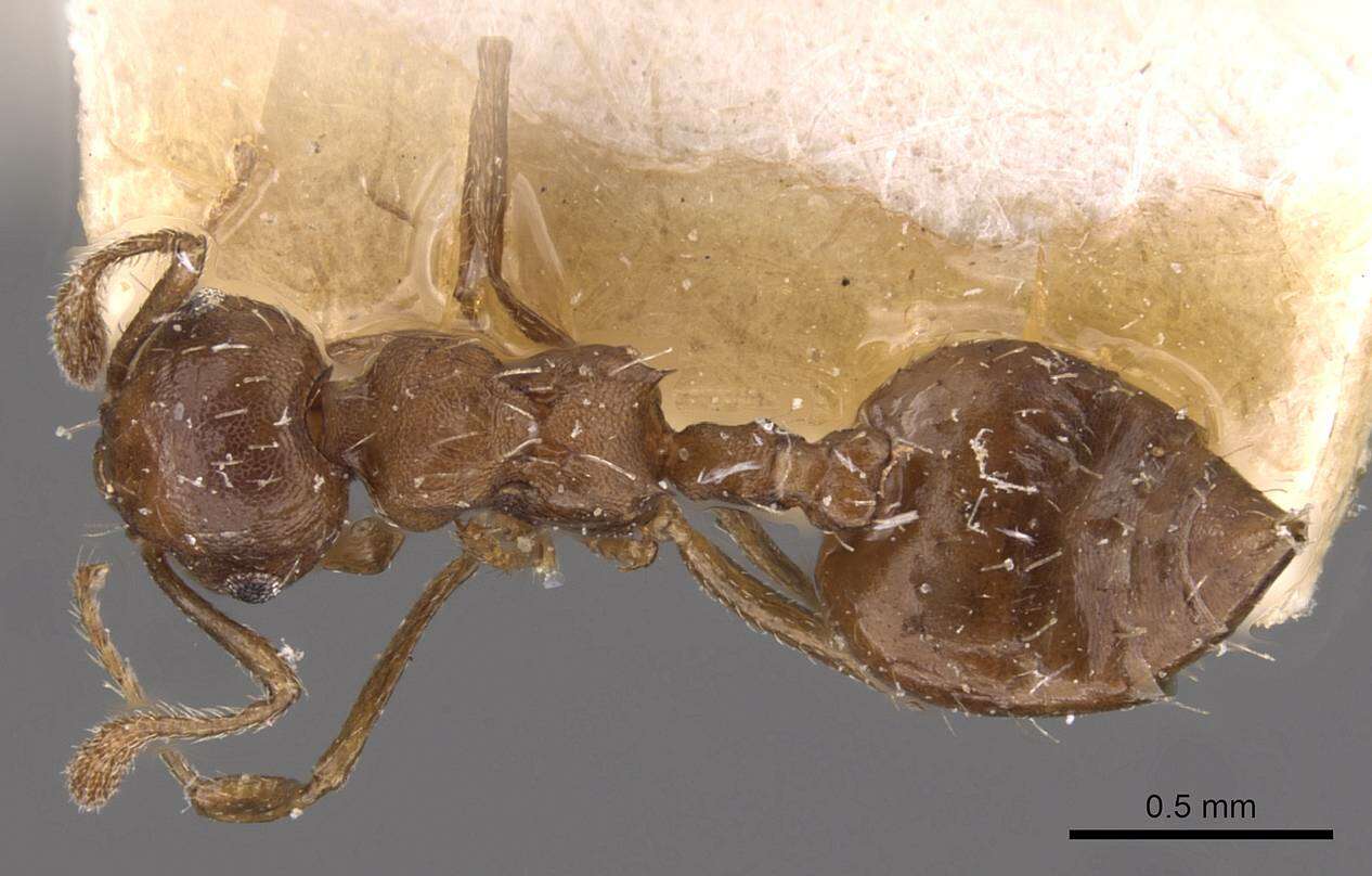 Image of Crematogaster montezumia Smith 1858