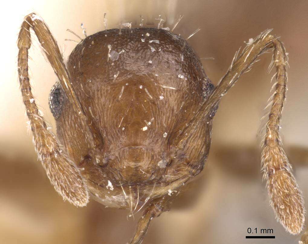 Image of Crematogaster montezumia Smith 1858