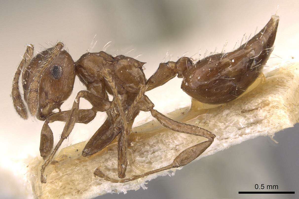 Image of Crematogaster montezumia Smith 1858