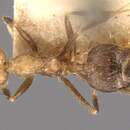 Слика од Crematogaster egregior Forel 1912