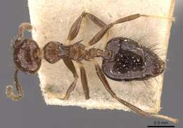 Image of Crematogaster nigropilosa Mayr 1870