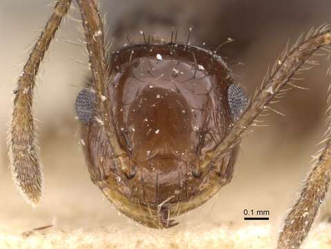 Image of Crematogaster nigropilosa Mayr 1870