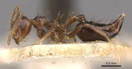 Image of Crematogaster nigropilosa Mayr 1870