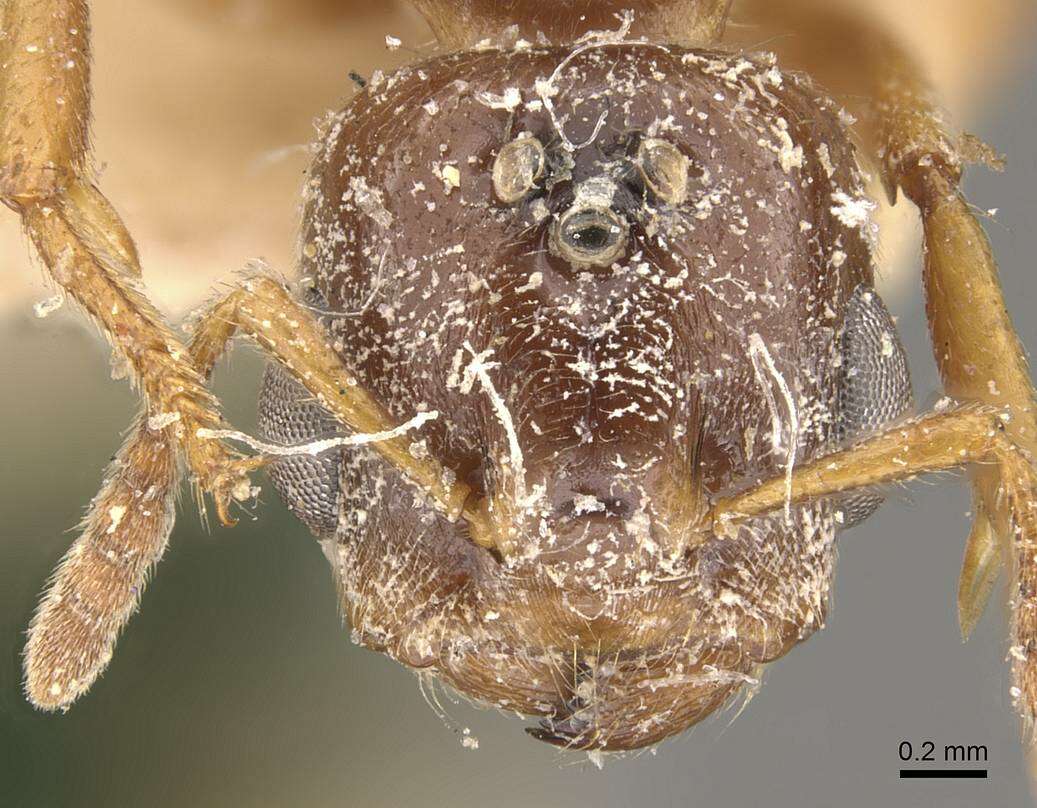 Слика од Crematogaster borneensis Andre 1896