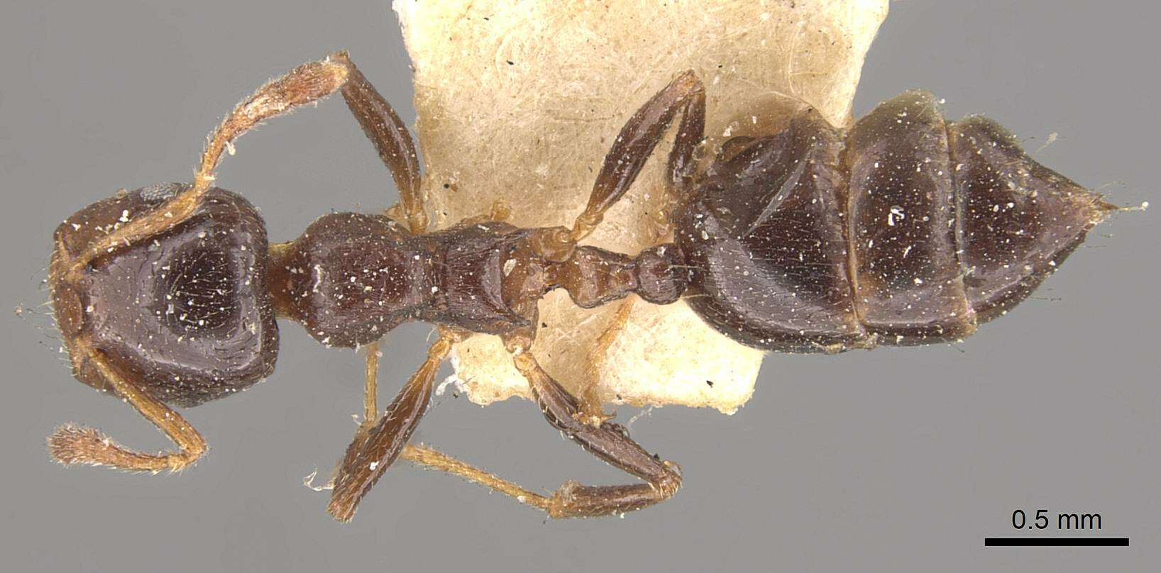 Слика од Crematogaster borneensis Andre 1896