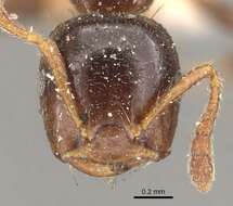 Слика од Crematogaster borneensis Andre 1896