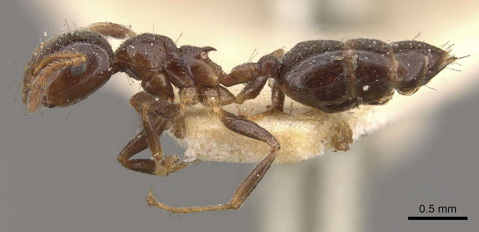 Слика од Crematogaster borneensis Andre 1896