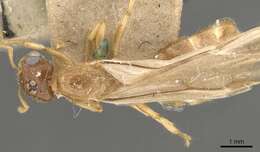 Crematogaster captiosa Forel 1911 resmi