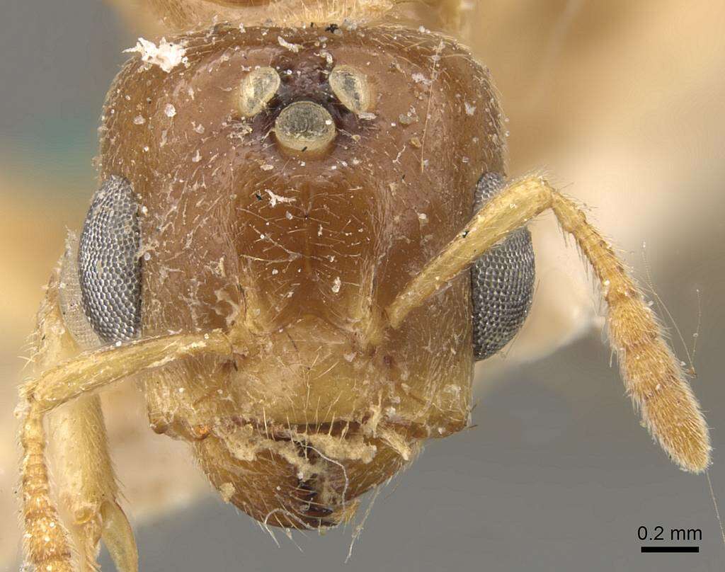 Image of Crematogaster captiosa Forel 1911