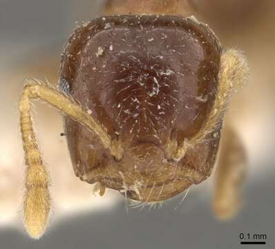 Image of Crematogaster captiosa Forel 1911