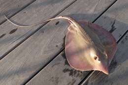 Image of Atlantic Stingray