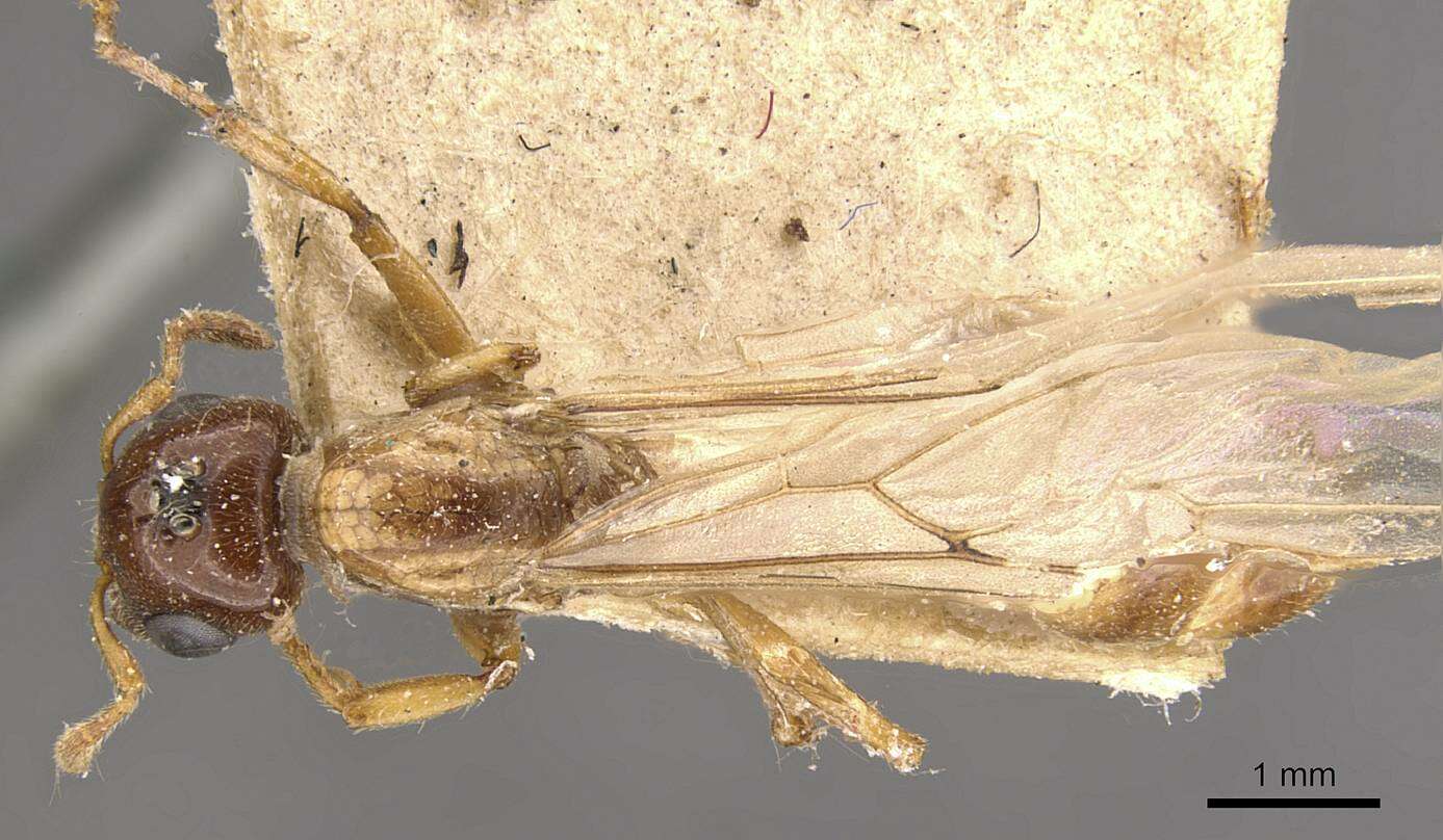 Слика од Crematogaster borneensis Andre 1896