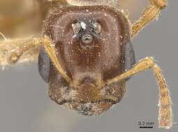 Слика од Crematogaster borneensis Andre 1896