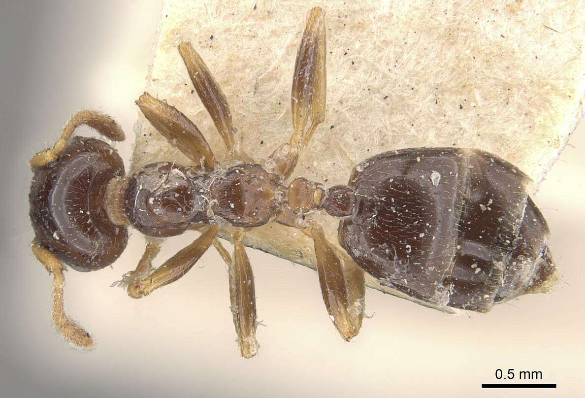 Слика од Crematogaster borneensis Andre 1896