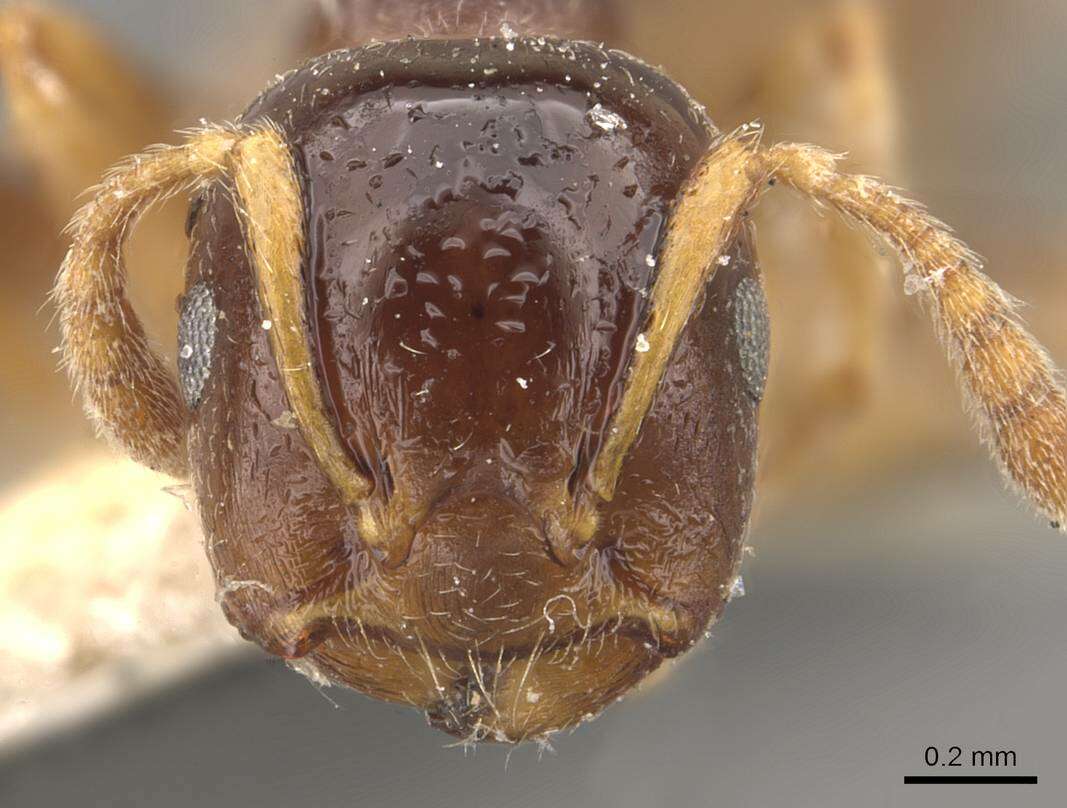 Слика од Crematogaster borneensis Andre 1896