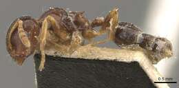 Слика од Crematogaster borneensis Andre 1896