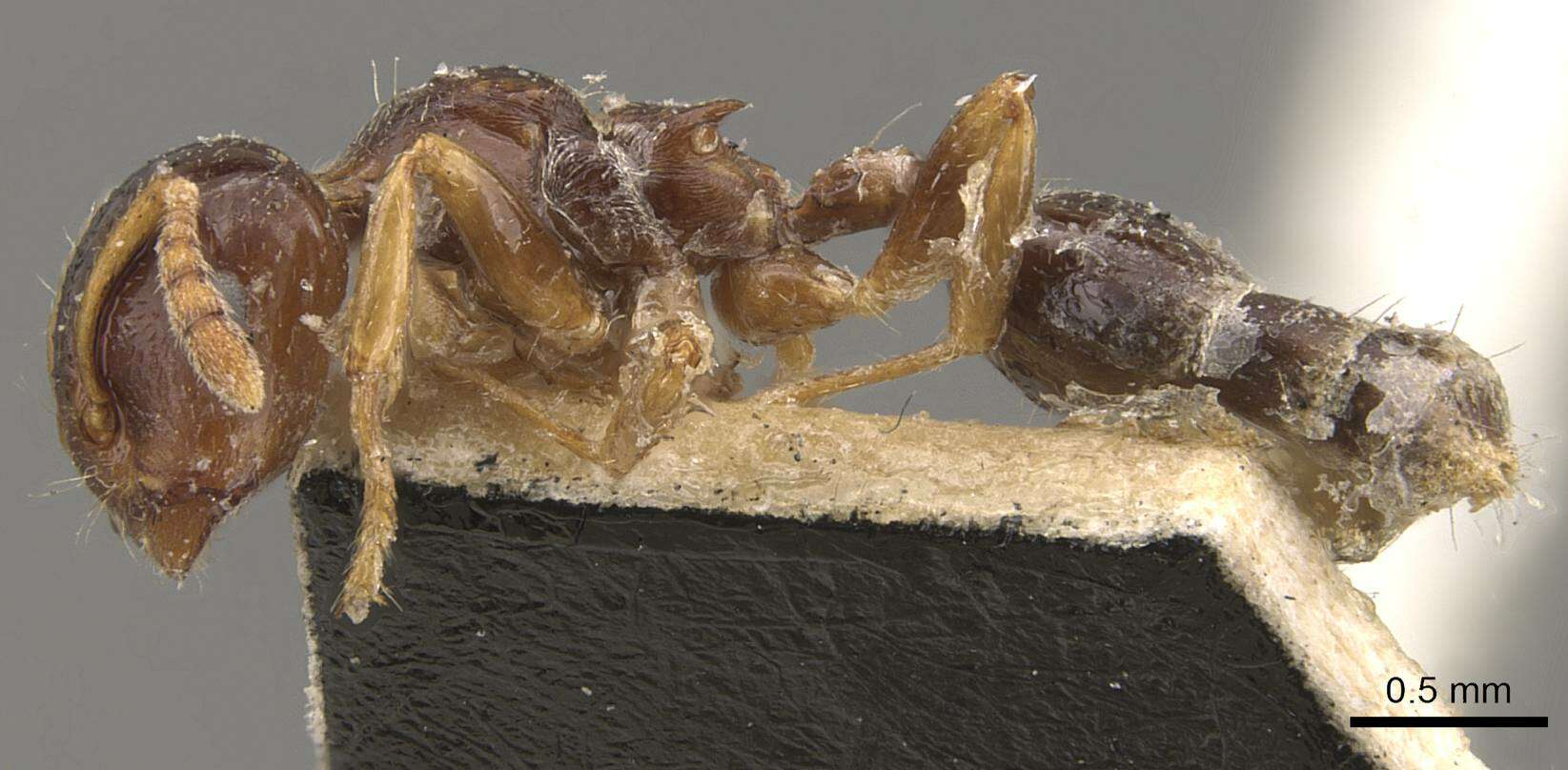 Слика од Crematogaster borneensis Andre 1896