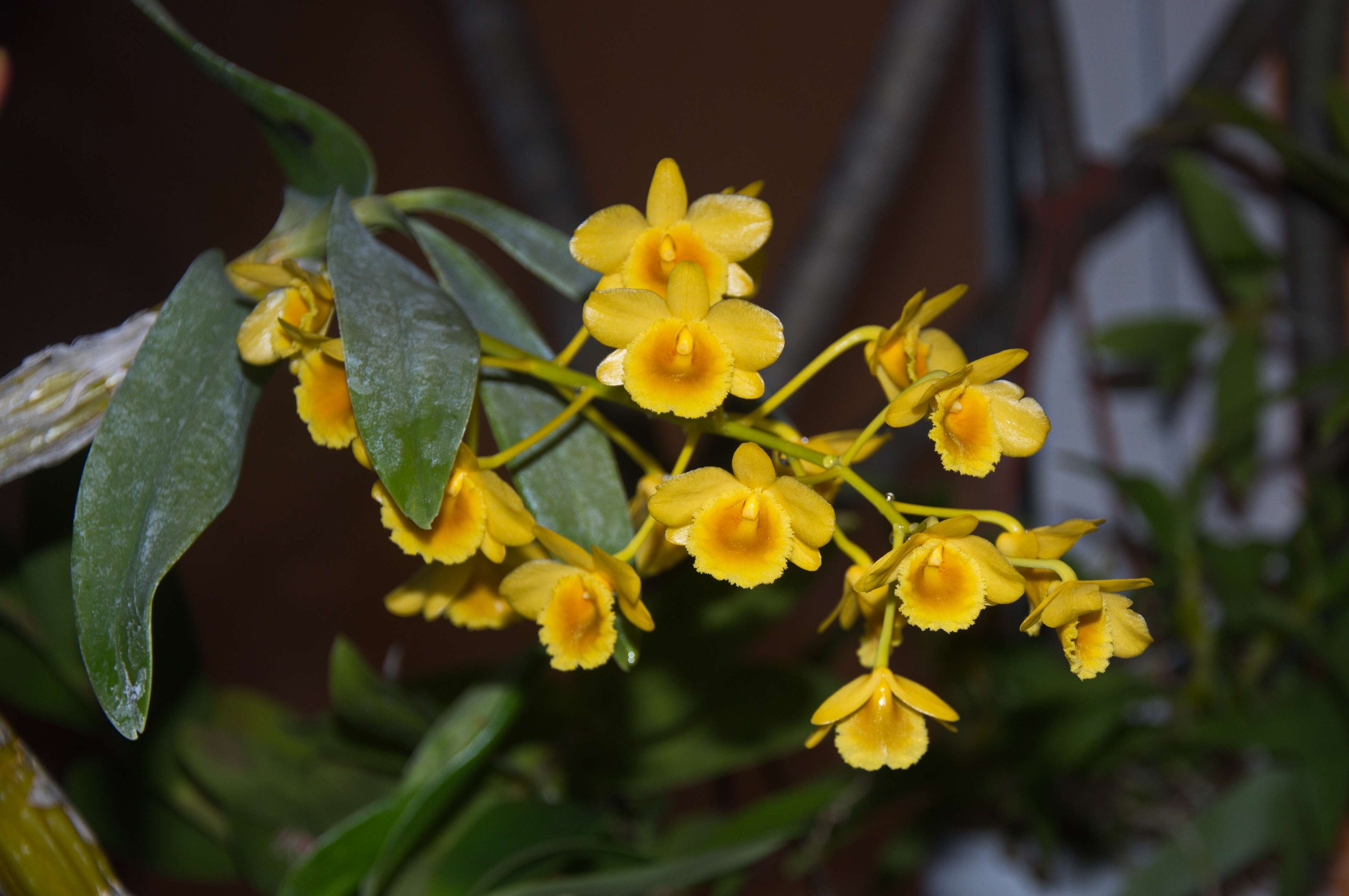 Imagem de Dendrobium chrysotoxum Lindl.