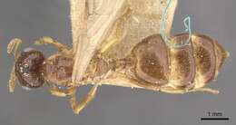 Crematogaster captiosa Forel 1911 resmi