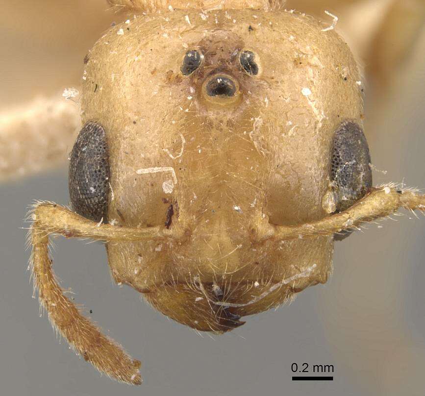 Crematogaster captiosa Forel 1911 resmi