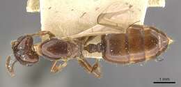 Слика од Crematogaster borneensis Andre 1896