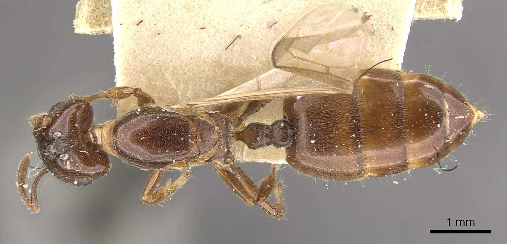 Слика од Crematogaster borneensis Andre 1896