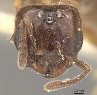 Слика од Crematogaster borneensis Andre 1896