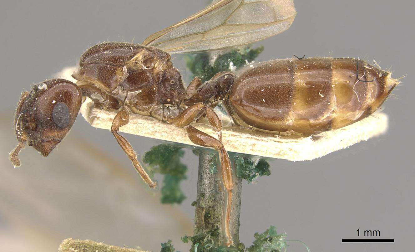 Слика од Crematogaster borneensis Andre 1896