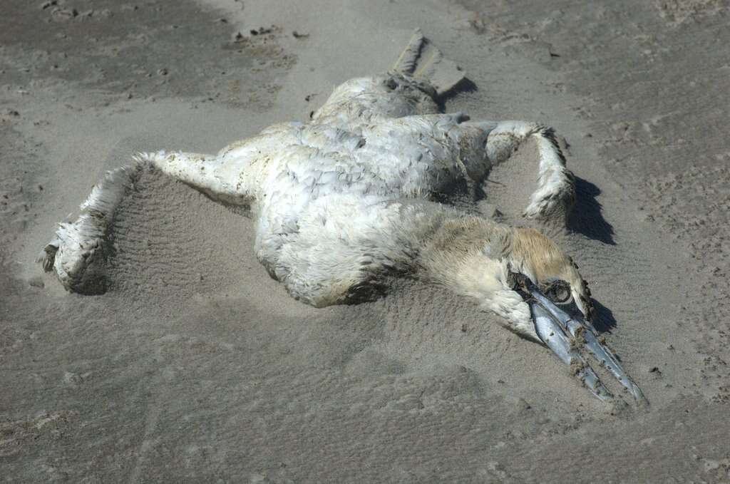 Image of Gannet